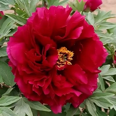 Black Igi Peony